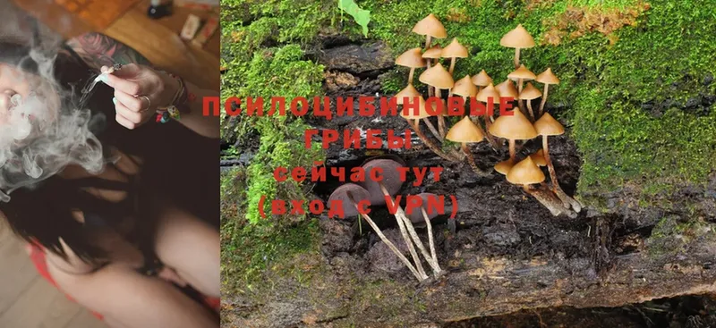 Галлюциногенные грибы Psilocybe  Коркино 